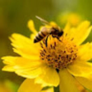 Meet your Posher, Mollie